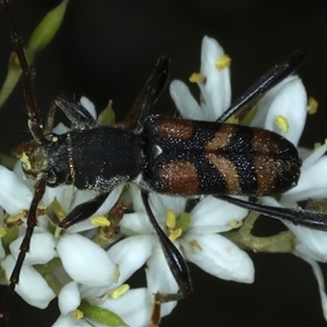 Aridaeus thoracicus at Strathnairn, ACT - 9 Jan 2025 11:13 AM