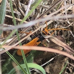 Cryptocheilus australis (Golden spider wasp) at Bungendore, NSW - 9 Jan 2025 by clarehoneydove