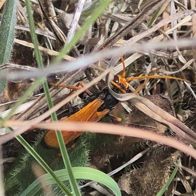 Cryptocheilus bicolor (Orange Spider Wasp) at Bungendore, NSW - 9 Jan 2025 by clarehoneydove