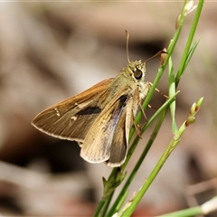 Unidentified Skipper (Hesperiidae) at Moruya, NSW - 9 Jan 2025 by LisaH