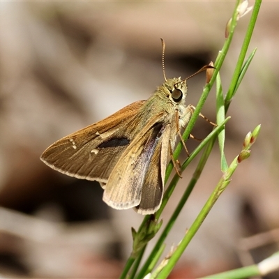 Unidentified Skipper (Hesperiidae) at Moruya, NSW - 9 Jan 2025 by LisaH