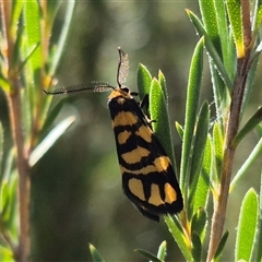 Asura lydia (Lydia Lichen Moth) at Bungendore, NSW - 27 Dec 2024 by clarehoneydove