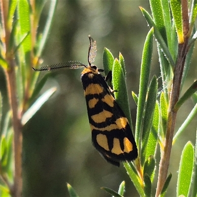 Asura lydia (Lydia Lichen Moth) at Bungendore, NSW - 27 Dec 2024 by clarehoneydove