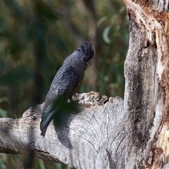 Callocephalon fimbriatum (Gang-gang Cockatoo) at Ainslie, ACT - 9 Jan 2025 by jb2602