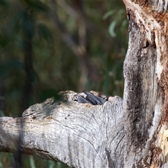 Callocephalon fimbriatum at Ainslie, ACT - suppressed