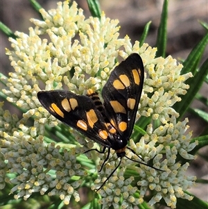 Amata (genus) at Bungendore, NSW - suppressed