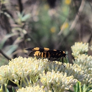 Amata (genus) at Bungendore, NSW - suppressed