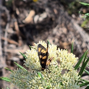 Amata (genus) at Bungendore, NSW - suppressed