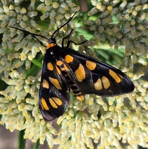 Amata (genus) at Bungendore, NSW - suppressed