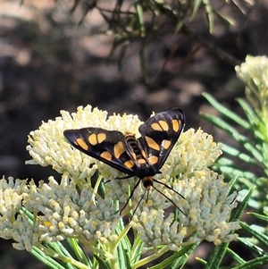 Amata (genus) at Bungendore, NSW - suppressed