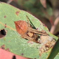 Hortophora sp. (genus) at Bungendore, NSW - 26 Dec 2024 by clarehoneydove