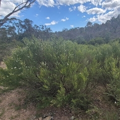 Kunzea ericoides (Burgan) at Bungendore, NSW - 25 Dec 2024 by clarehoneydove