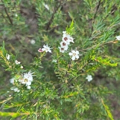 Kunzea ericoides at Bungendore, NSW - suppressed