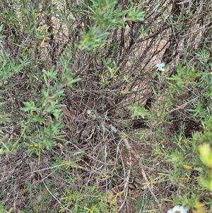 Kunzea ericoides at Bungendore, NSW - suppressed