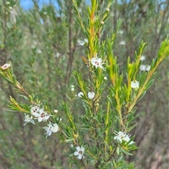 Kunzea ericoides at Bungendore, NSW - suppressed