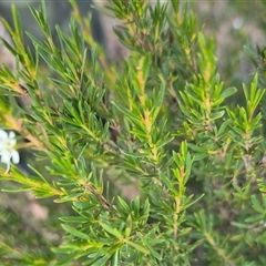 Kunzea ericoides at Bungendore, NSW - suppressed