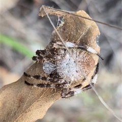 Unidentified Orb-weaving spider (several families) at Bungendore, NSW - 25 Dec 2024 by clarehoneydove