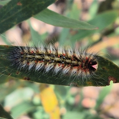Anthela varia (Hairy Mary) at Jingera, NSW - 23 Dec 2024 by clarehoneydove