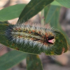 Anthela varia at Jingera, NSW - 23 Dec 2024 05:07 PM