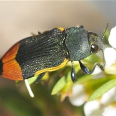 Castiarina kerremansi (A jewel beetle) by Harrisi