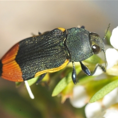 Castiarina kerremansi (A jewel beetle) at Tinderry, NSW - 8 Jan 2025 by Harrisi