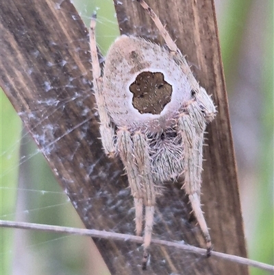 Unidentified Orb-weaving spider (several families) at Bungendore, NSW - 9 Jan 2025 by clarehoneydove