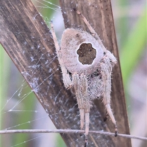 Unidentified at suppressed - 9 Jan 2025