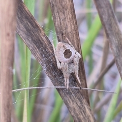 Unidentified at suppressed - 9 Jan 2025