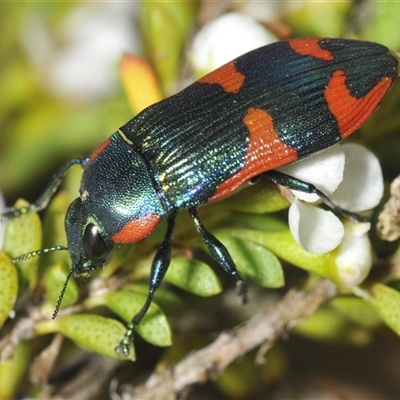 Castiarina watkinsi (Watkins' Castiarina jewel beetle) at Tinderry, NSW - 8 Jan 2025 by Harrisi