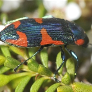 Castiarina watkinsi at Tinderry, NSW - 8 Jan 2025