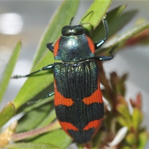 Castiarina watkinsi at Tinderry, NSW - 8 Jan 2025