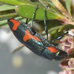 Castiarina watkinsi at Tinderry, NSW - 8 Jan 2025