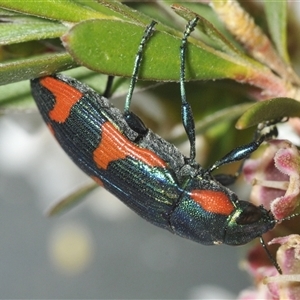 Castiarina watkinsi at Tinderry, NSW - 8 Jan 2025