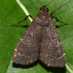 Hydrillodes dimissalis (A Noctuid moth (Eribidae - Herminiinae)) at Sheldon, QLD by PJH123