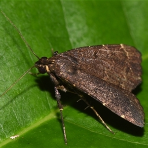 Hydrillodes dimissalis at Sheldon, QLD - suppressed