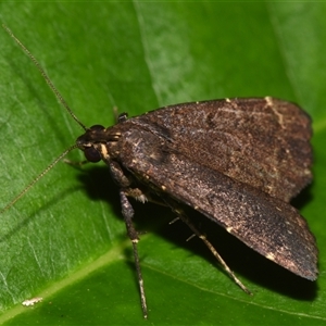 Hydrillodes dimissalis at Sheldon, QLD - suppressed