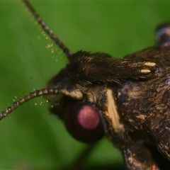 Hydrillodes dimissalis at Sheldon, QLD - suppressed