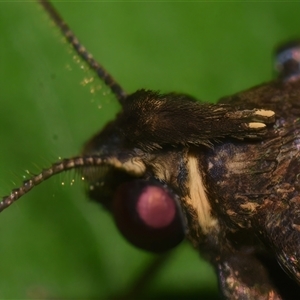 Hydrillodes dimissalis at Sheldon, QLD - suppressed