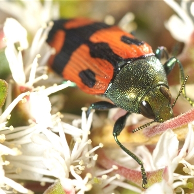 Castiarina delectabilis (A jewel beetle) at Tinderry, NSW - 8 Jan 2025 by Harrisi