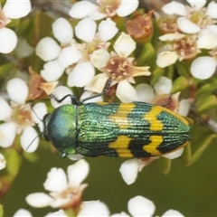 Castiarina dimidiata (A jewel beetle) at Tinderry, NSW - 8 Jan 2025 by Harrisi