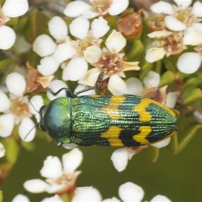 Castiarina dimidiata (A jewel beetle) at Tinderry, NSW - 8 Jan 2025 by Harrisi