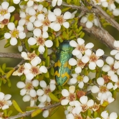 Castiarina dimidiata at Tinderry, NSW - suppressed