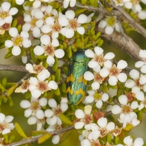 Castiarina dimidiata at Tinderry, NSW - suppressed