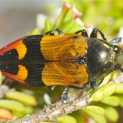 Castiarina brutella at Tinderry, NSW - 8 Jan 2025 by Harrisi