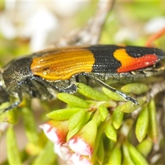 Castiarina brutella at Tinderry, NSW - suppressed