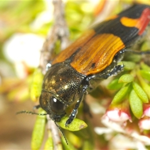 Castiarina brutella at Tinderry, NSW - suppressed