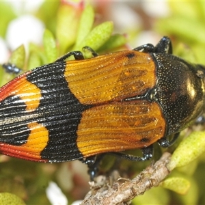 Castiarina brutella at Tinderry, NSW - suppressed