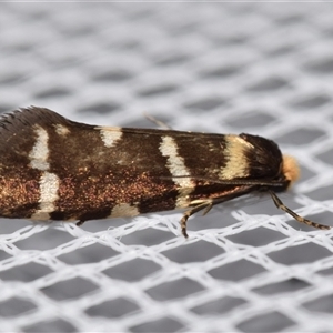 Lepidoscia confluens at Jerrabomberra, NSW - suppressed