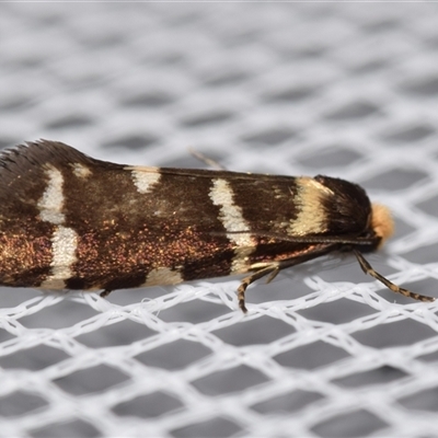 Lepidoscia confluens (A Case moth) at Jerrabomberra, NSW - 9 Jan 2025 by DianneClarke