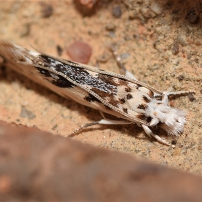 Erechthias mystacinella (Tineidae) at Jerrabomberra, NSW - 9 Jan 2025 by DianneClarke